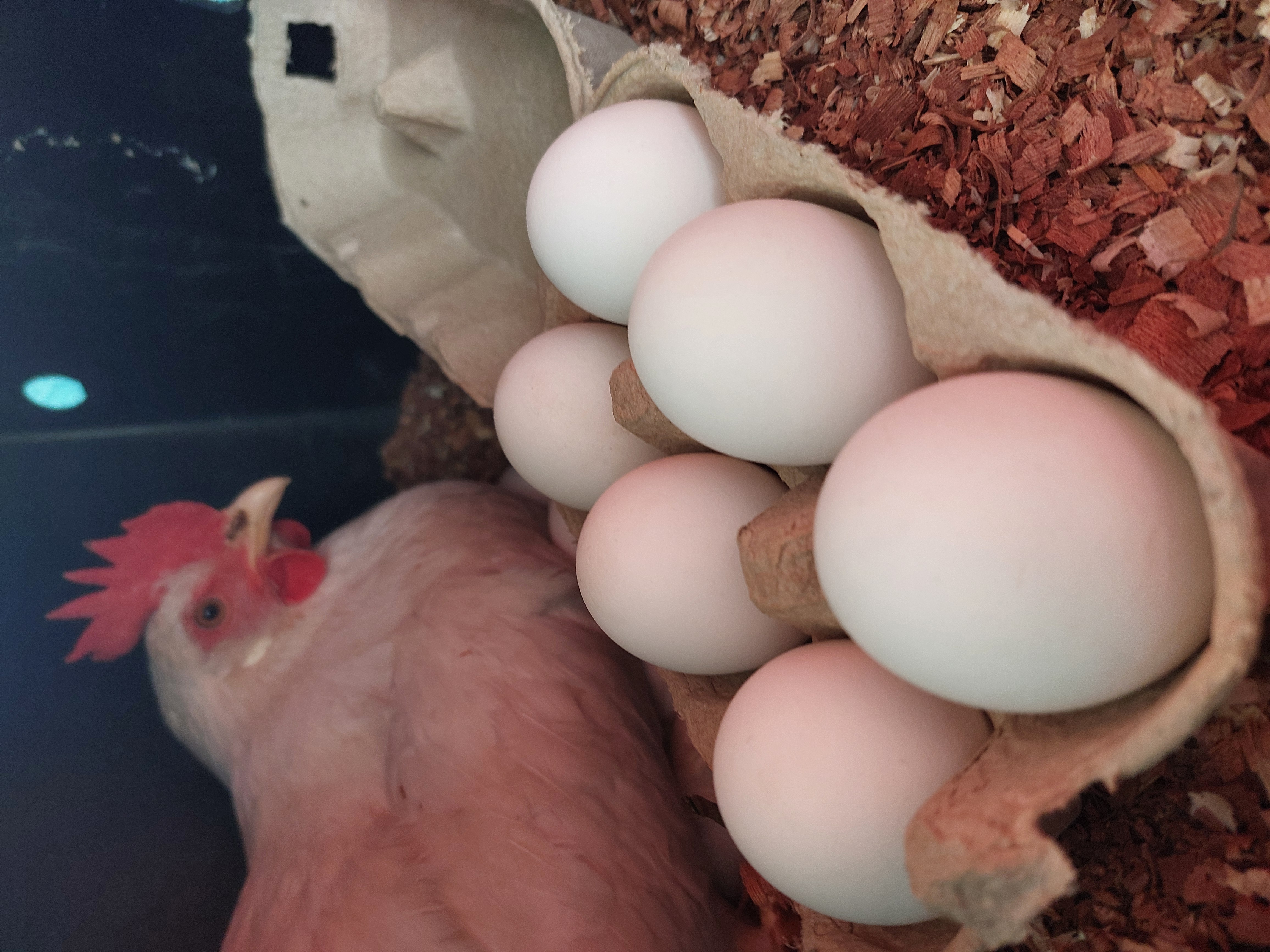 A box of 6 White eggs